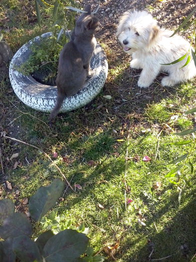 243 - 2a_tory-micuta bichon