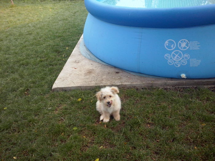 047 - 2a_tory-micuta bichon