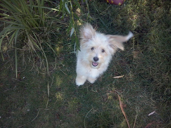 157 - 2a_tory-micuta bichon