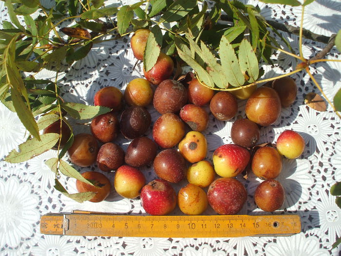 DSCF8144 - 48 Scorus