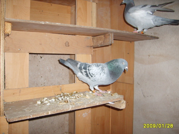 porumboi de zbor - porumbeii mei 2008-2009-2010 si cateva in 2011
