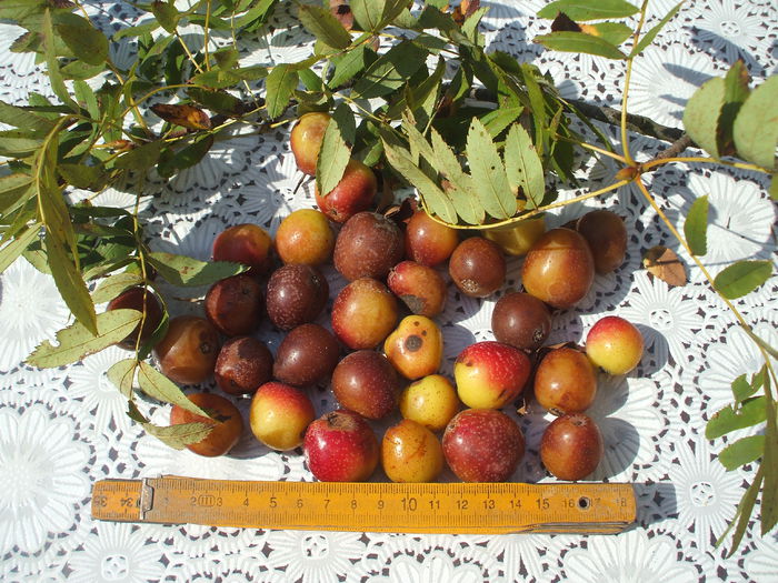 DSCF8146 - 48 Scorus