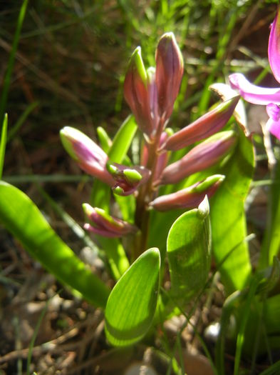 Hyacinth Amethyst (2014, March 23)