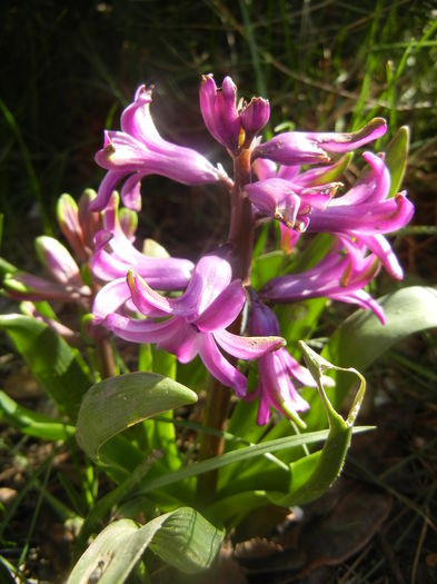 Hyacinth Amethyst (2014, March 23) - Hyacinth Amethyst