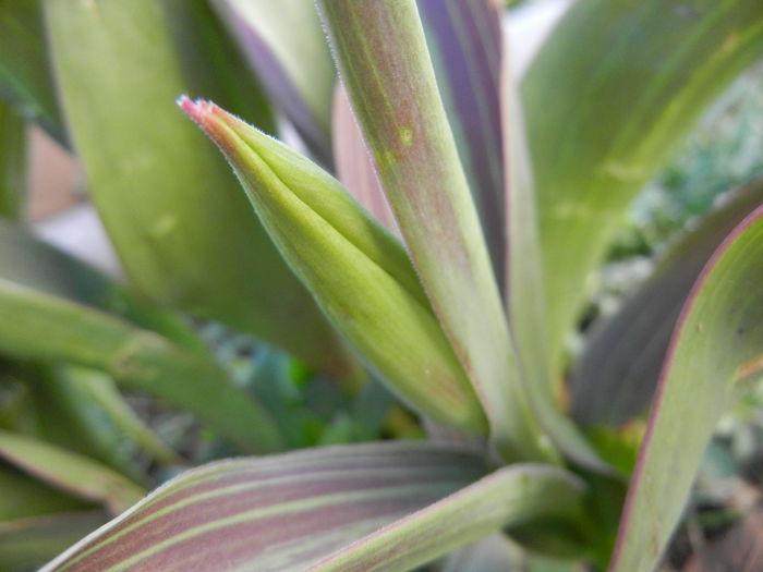 Tulipa Juan (2014, March 16)