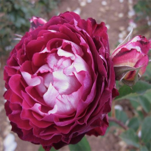 belle-de-segosa-massego[1]; 120cm
