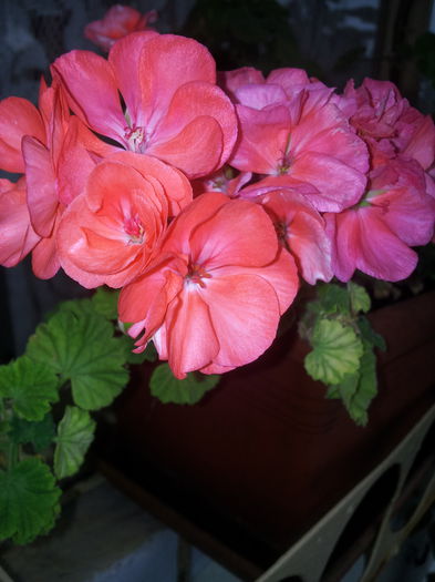 20140921_093855 - Florile Anului 2014