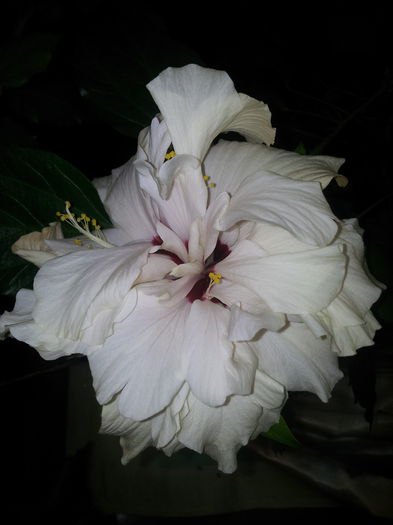 20140921_093910 - Florile Anului 2014
