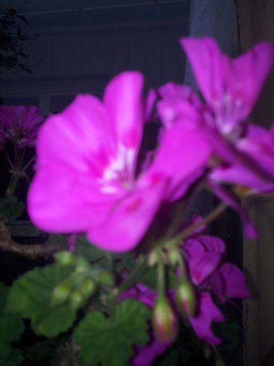 20140921_094029 - Florile Anului 2014