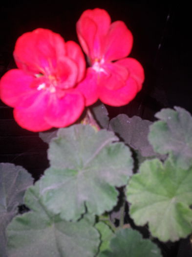 20140921_094305 - Florile Anului 2014