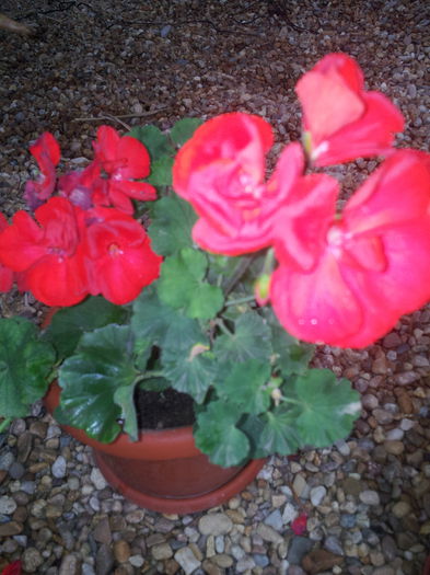 20140921_094331 - Florile Anului 2014