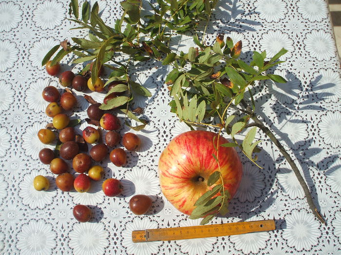 DSCF8166 - 48 Scorus