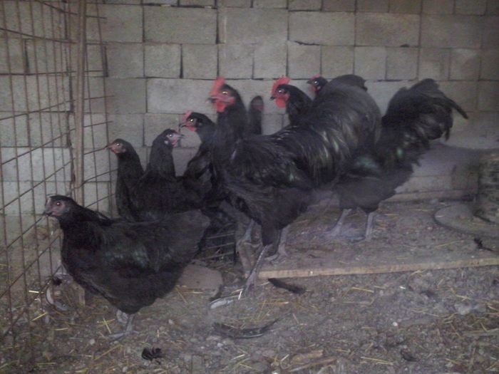 CAM01168 - TINERET AUSTRALORP