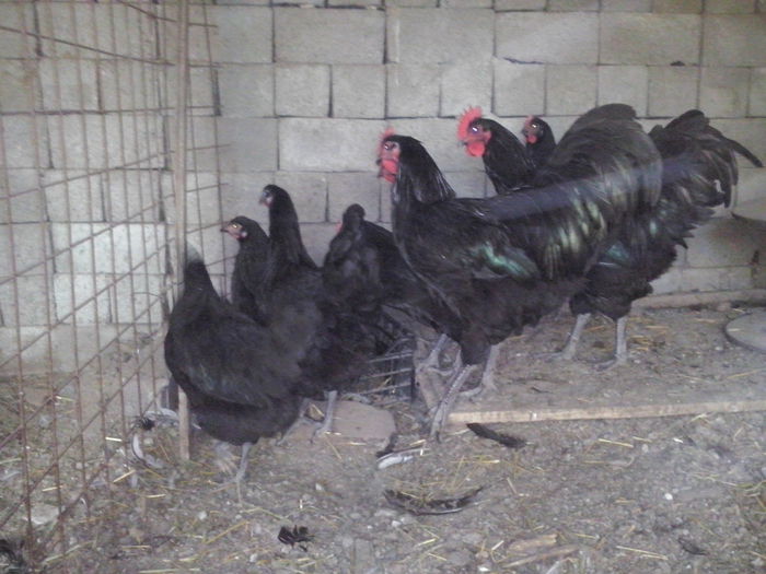 CAM01169 - TINERET AUSTRALORP