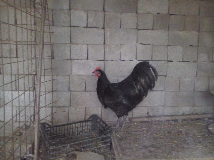 CAM01179 - TINERET AUSTRALORP