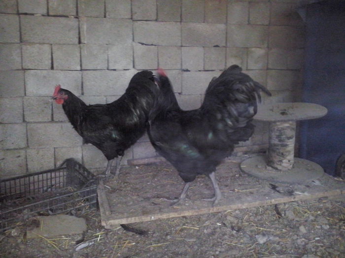 CAM01180 - TINERET AUSTRALORP