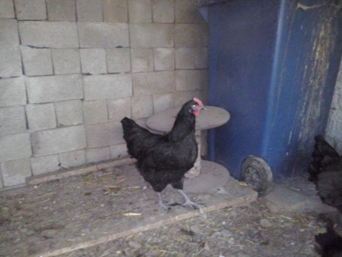 CAM01187 - TINERET AUSTRALORP