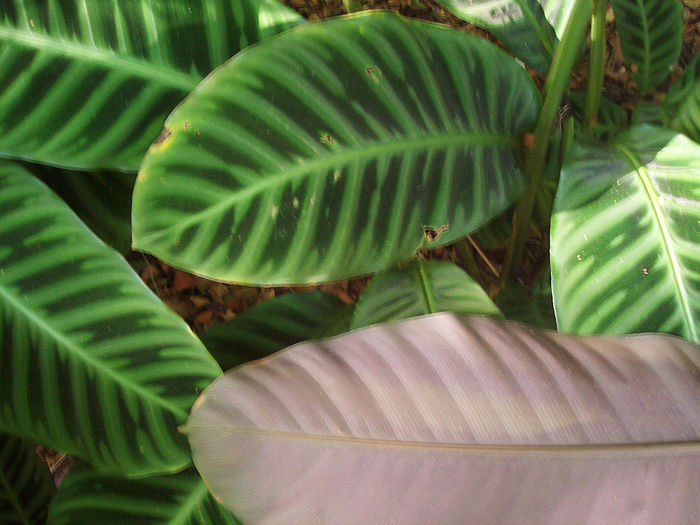 Calathea-zebrina-var-Humilior