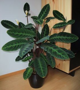 t_calathea_warscewiczii_2_812