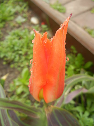 Tulipa Juan (2014, March 25)