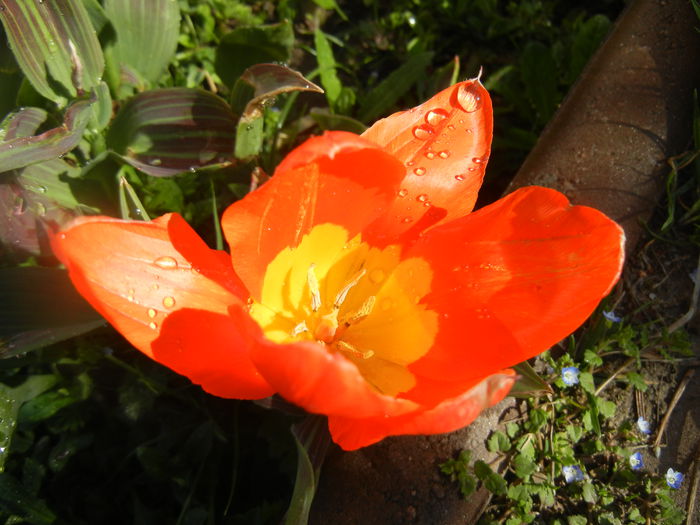 Tulipa Juan (2014, March 27)