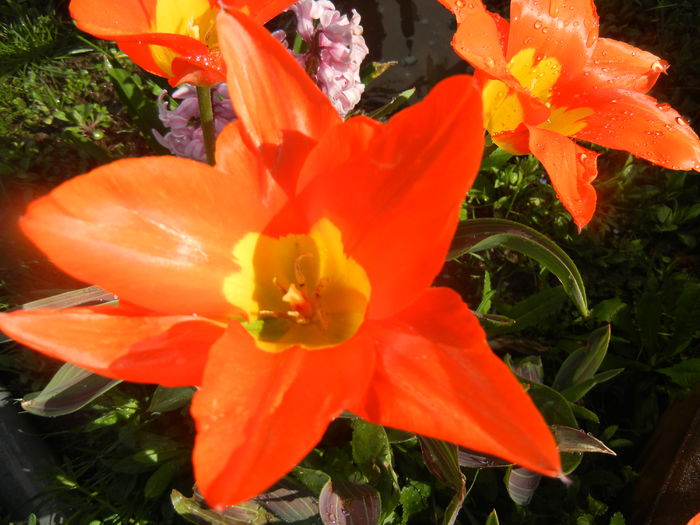 Tulipa Juan (2014, March 27)