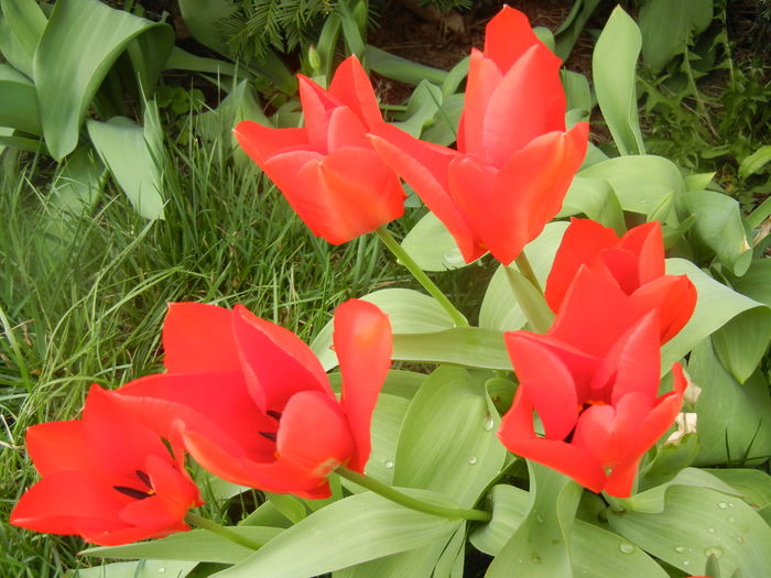 Tulipa Madame Lefeber (2014, March 25)