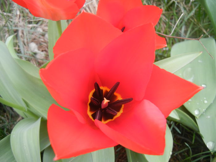 Tulipa Madame Lefeber (2014, March 25)