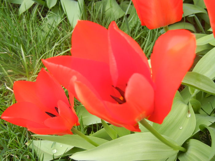 Tulipa Madame Lefeber (2014, March 25)
