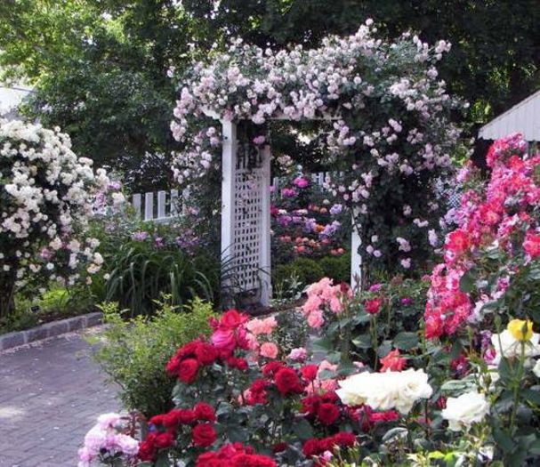 10478544_399159303560058_6308350194060871771_n