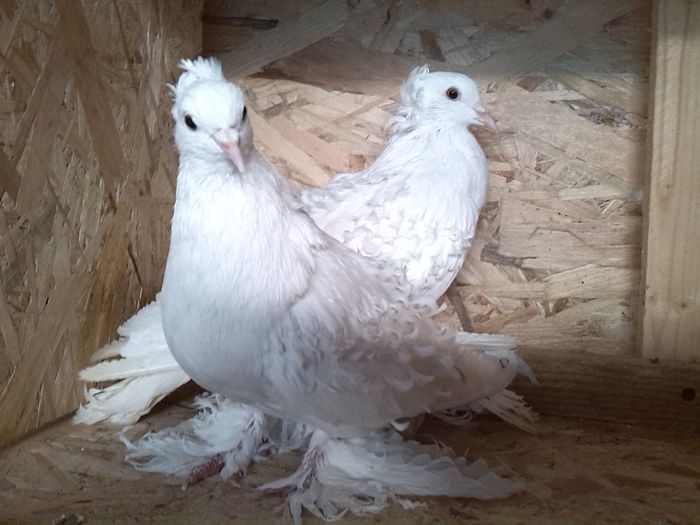 sanduMilea jud Dambovita