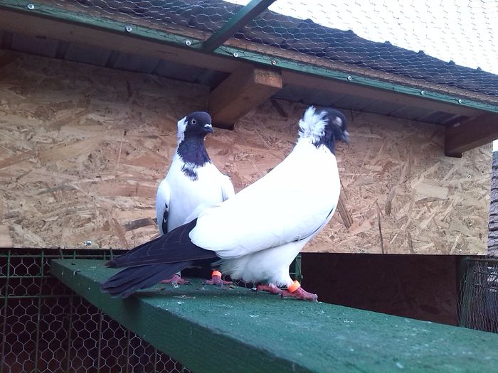 pereche 2014dnu Sandu.Jud.BUZAU