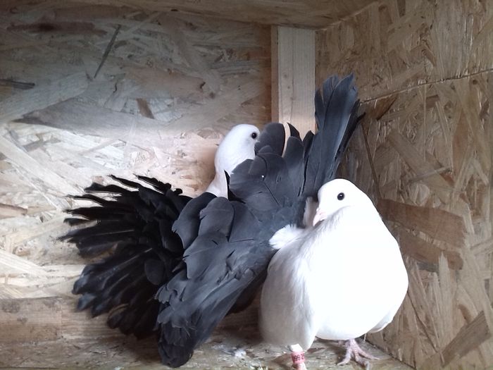 Sandor Mihai jud.Cluj