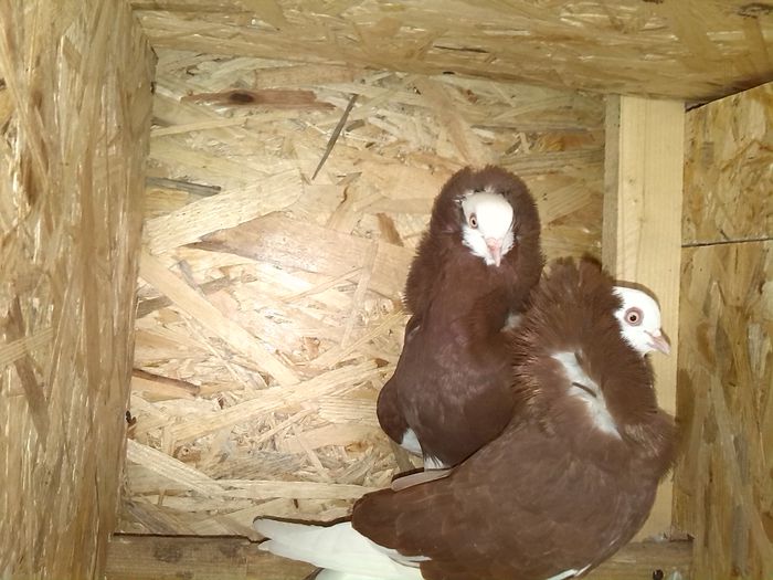 pereche capucini dnu Dinicu  jud.Constanta