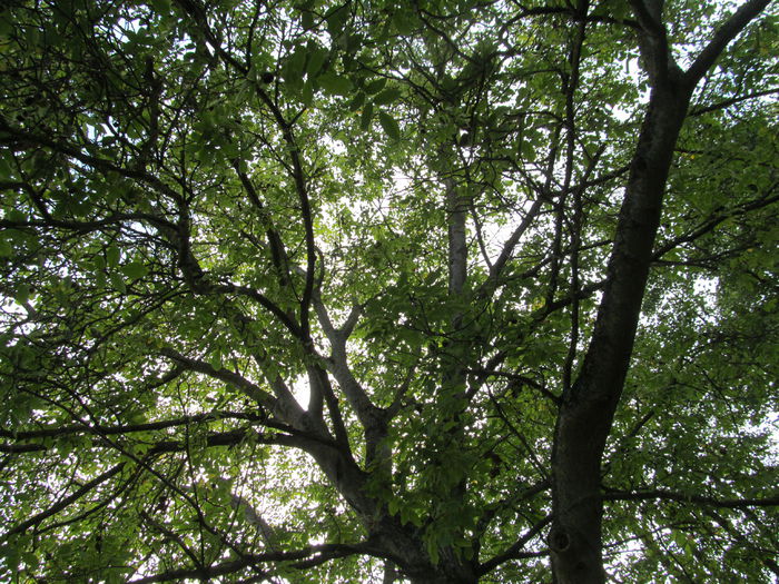 nucul - Diverse 1 - Plimbari