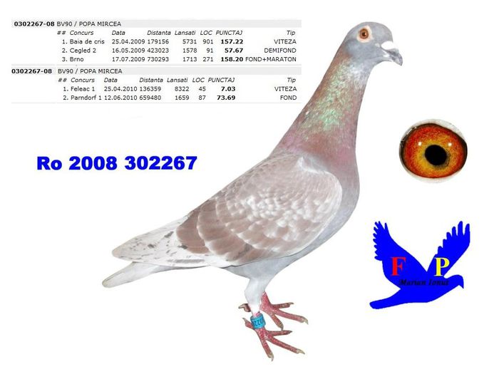 rosu 08 tata masculului