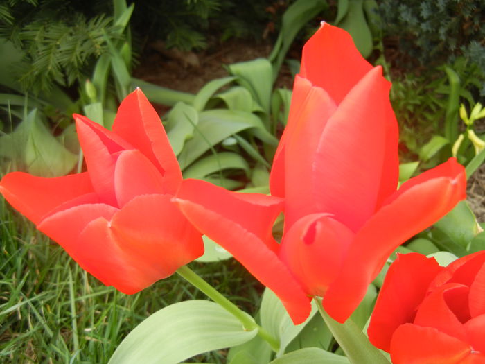 Tulipa Madame Lefeber (2014, March 25)