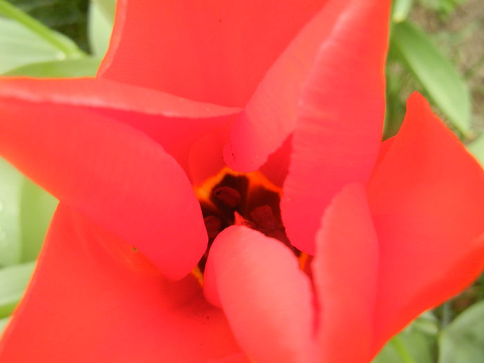 Tulipa Madame Lefeber (2014, March 25)