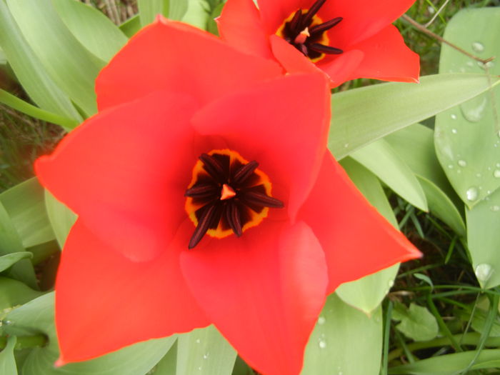 Tulipa Madame Lefeber (2014, March 25)