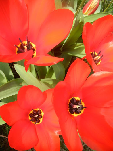 Tulipa Madame Lefeber (2014, March 26)