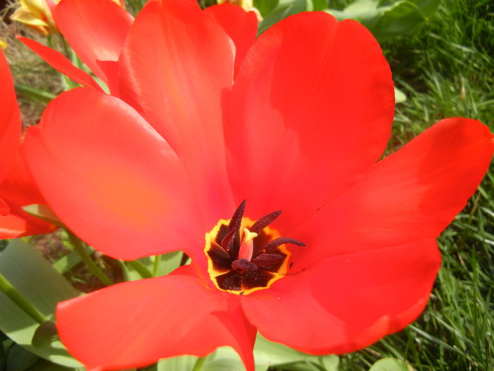 Tulipa Madame Lefeber (2014, March 26)