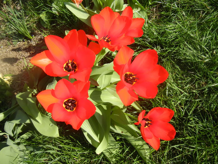 Tulipa Madame Lefeber (2014, March 27)