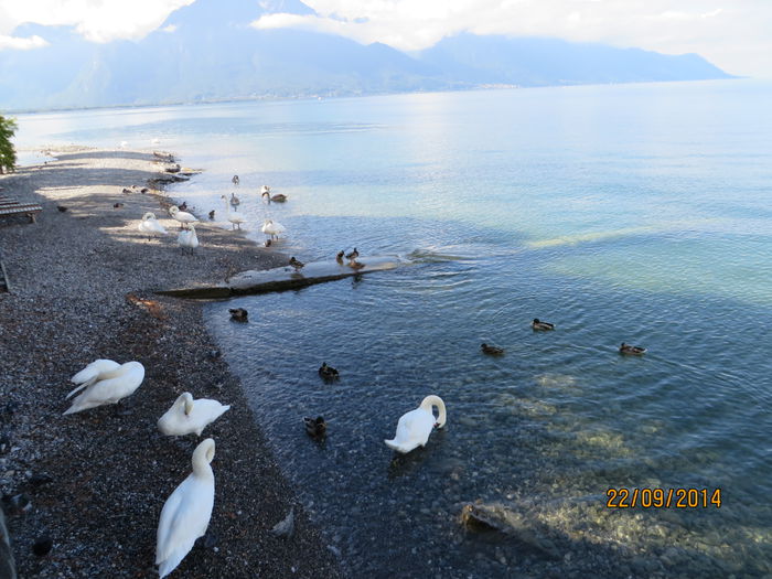 IMG_2196 - Elvetia 2 Annecy_Geneva_Lausanne_ Montreux_Berna