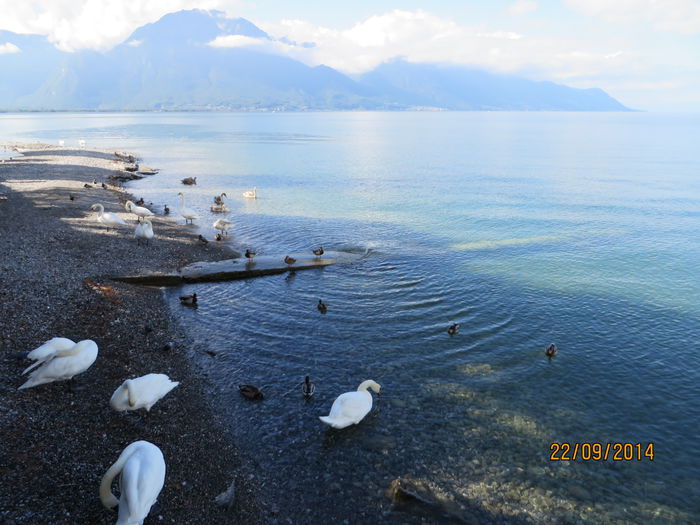 IMG_2197 - Elvetia 2 Annecy_Geneva_Lausanne_ Montreux_Berna
