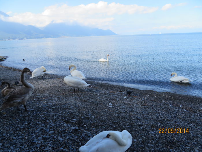 IMG_2217 - Elvetia 2 Annecy_Geneva_Lausanne_ Montreux_Berna
