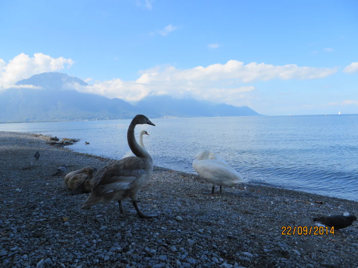 IMG_2218 - Elvetia 2 Annecy_Geneva_Lausanne_ Montreux_Berna