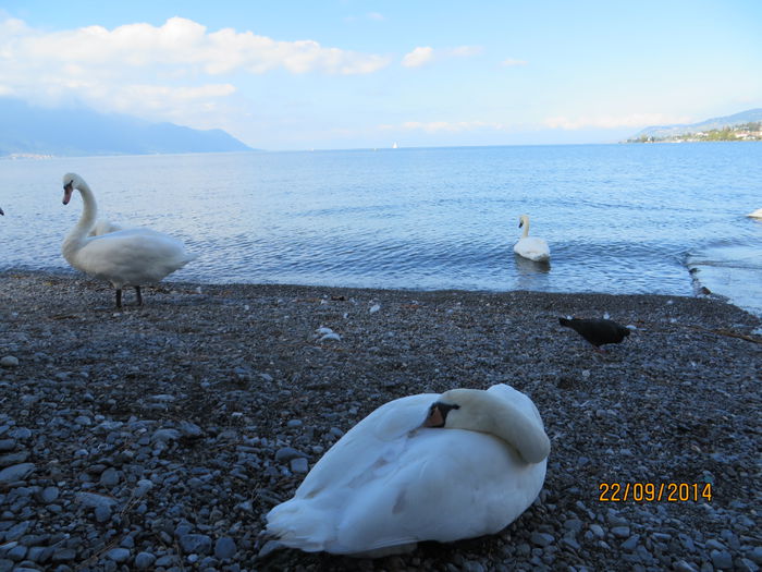 IMG_2219 - Elvetia 2 Annecy_Geneva_Lausanne_ Montreux_Berna
