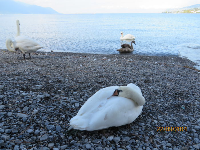 IMG_2222 - Elvetia 2 Annecy_Geneva_Lausanne_ Montreux_Berna