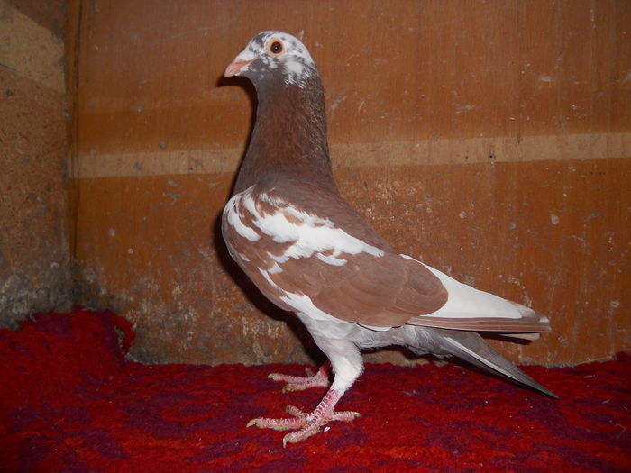 M Meulemans  0841908-2013