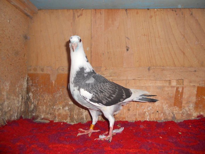 FEMELA batenburg 0956481